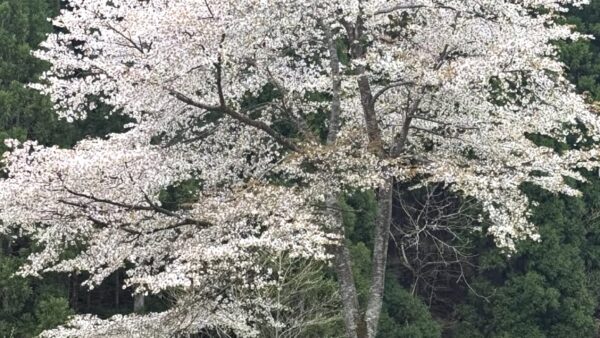 桜が開花しました